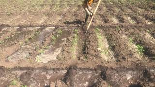 Furrow irrigation for green pepper 🫑