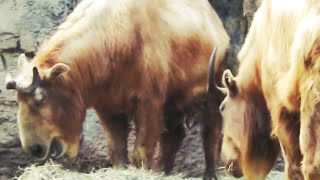 Golden Takin (With Subs)