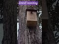 Malaysia Stingless bee swarming at a new hive/trap.