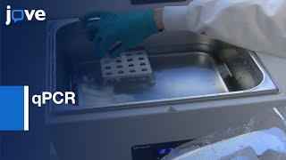 DNA-RNA Extraction and 16S rRNA Genes Quantification by qPCR | Protocol Preview