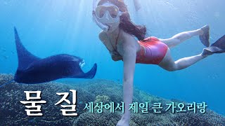 Meeting Manta Ray and even Dolphin! - [Bali 4]