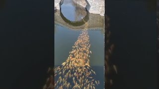 School of Koi Fish Follow Duck || ViralHog