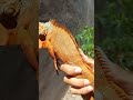 SUPER RED IGUANA JUVENILLE WITH GROW UP TAILS #reptiles #iguana