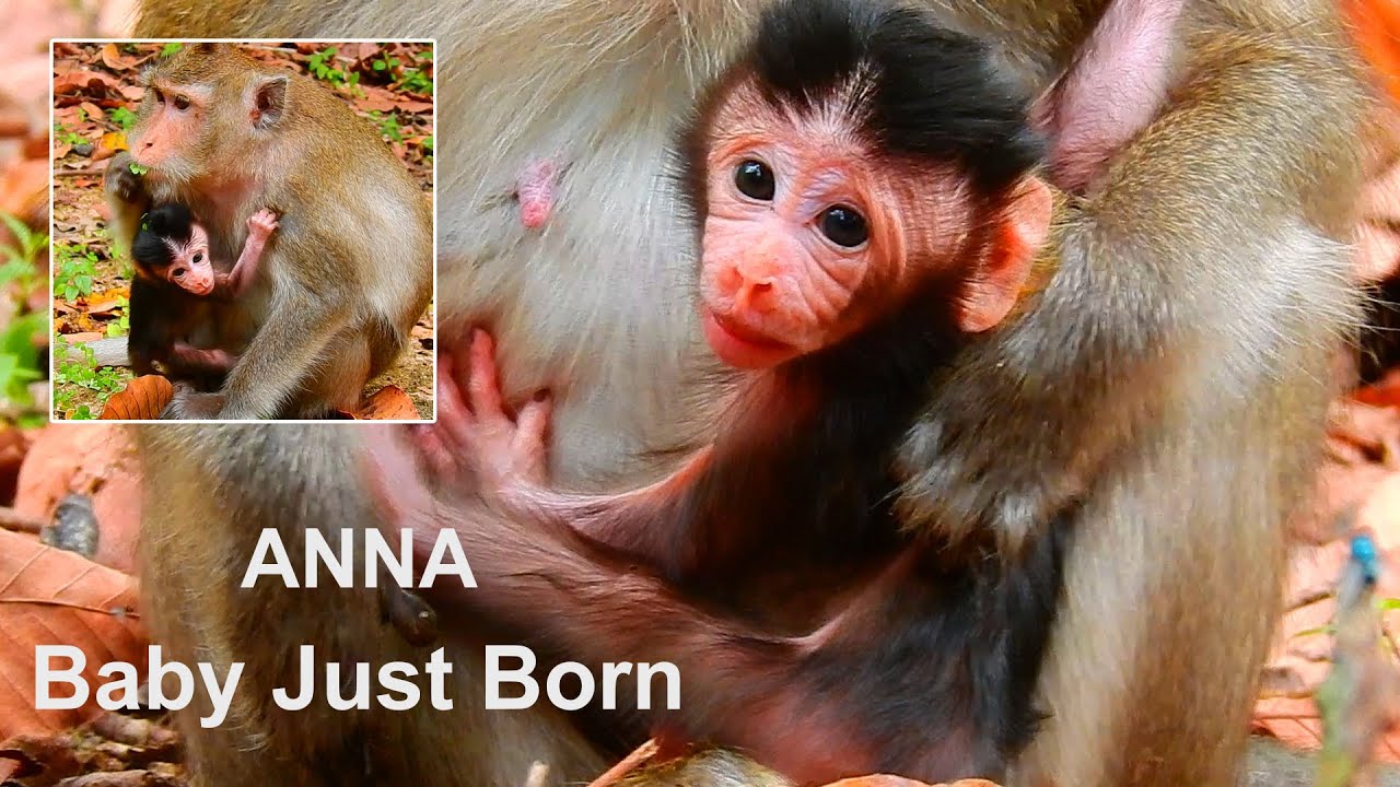 Great News Anna Just Delivery New Baby Monkey Youtube