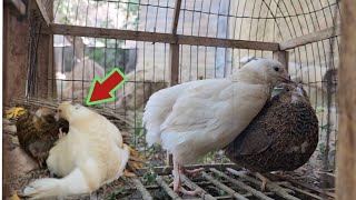 Quail Bird Breeding | batair Breeding Season