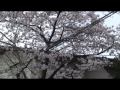 世田谷深沢の桜　setagaya fukasawa s cherry blossoms