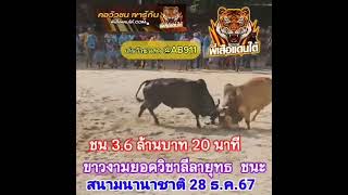 คลิปวัวชนย้อนหลัง ผลการชน ขาวงามยอดวิชาลีลายุทธ (รถถังฝั่งทน) VS ลังสาดงามเหนือปฐพีจอมลีลา (คลาสสิค)