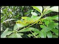 kulamav കുളമാവ് green land vlog