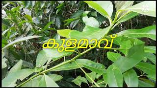 kulamav/കുളമാവ് /Green land Vlog