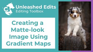 Dog Photography Editing Toolbox: Creating a Matte-look Image Using Gradient Maps