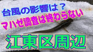 釣り動画ロマンを求めて 番外編（台風19号の影響はある？まだ終わらない、ハゼ調査）