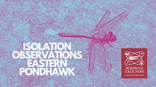 Rebecca Johnson's Isolation Observations - Eastern Pondhawk