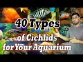 40 Types of Cichlids for Your Aquarium - Most Gorgeous Cichlid Fish.