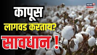 Cotton Farming Tips | शेतकऱ्यांनो सावधान! पावसाळ्याआधी कापूस लागवड करताय? आधी हा Video बघा #local18