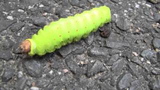 Huge Green Caterpillar - Luna Moth