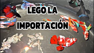 LOS BETTAS IMPORTADOS LLEGARON AL CRIADERO - ZACA BETTAS