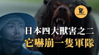 日本恐怖兇獸，一熊嚇崩300人的隊伍，獵人進山也詭異失蹤，日本駭人獸害