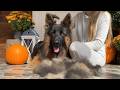 The Most Relaxed German Shepherd Grooming Session Ever | ASMR