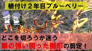 【ブルーベリー】癖の強い樹を大きくするための選定