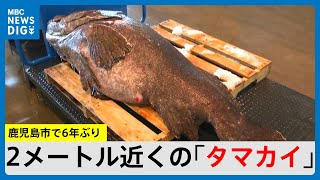 成人より巨大な185センチ・118キロ！　鹿児島市で6年ぶり「タマカイ」　2貫462円の寿司へ(MBCニューズナウ 2024年12月24日放送)