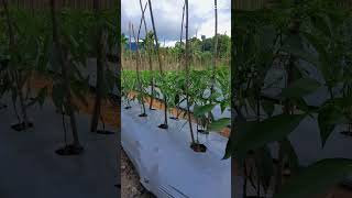 #cmk akar usia 30 hari hst#petani indonesia#