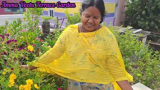 😀🌷மஞ்சள் நிறம் காஸ்மோஸ் விதைகள் சேகரிப்பு🌷😀,#ammaveetuterracegarden,#garden,#like,#love,#cosmos,#4k.