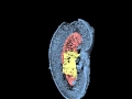 mouse kidney