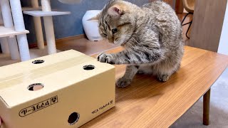 ENG) My cat putting her arm in the box to see what's in it!