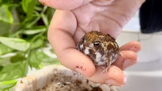 Common rain frog eating scene is cute.