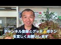 そら豆の栽培管理【種蒔き・施肥・定植・防除・品種】　　タネのハシモト