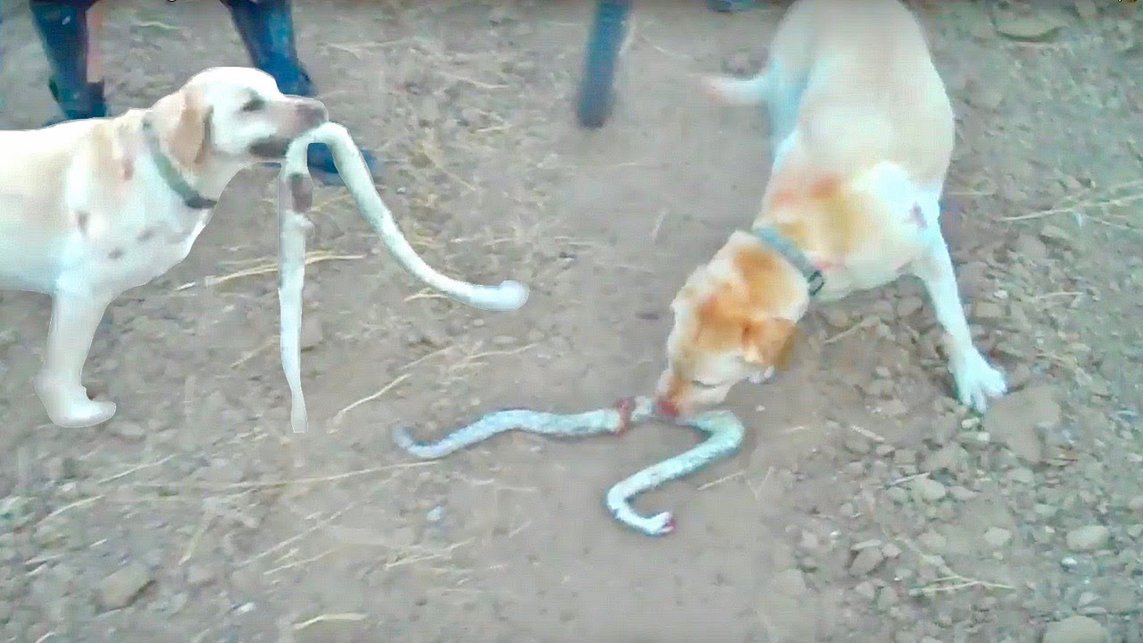 Rattlesnake Bites Dog - YouTube