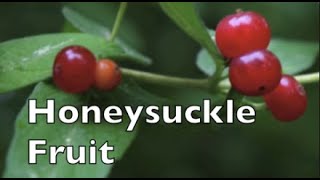 Medicinal Honeysuckle Fruit