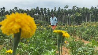 പൂക്കള്‍ വാങ്ങാന്‍ ആളില്ല;  കണ്ണീര്‍പ്പാടത്ത് ചെണ്ടുമല്ലികര്‍ഷകന്‍ | Malappuram farmer Flowers