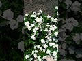 flor de jasmim e vinca flor jasmin vinca shorts