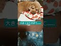 高齢犬の日常🐶でかくなりすぎた結果…… シニア犬 トイプー でかプー