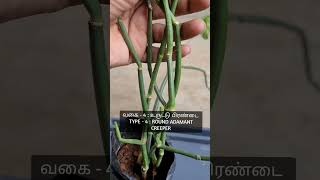 நான்கு வகை பிரண்டை செடிகள் ✨four types of Adamant Creeper #plants #iyarkai #agriculture #nature ✨💚📿