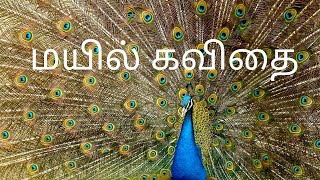 மயில் கவிதை | mayil kavithai | #mayilkavithai |அழகிய மயில் கவிதை | mayil kavithaigal