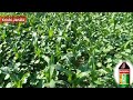 ভুট্টার মাজরা পোকা দমন পদ্ধতি maize plants insects