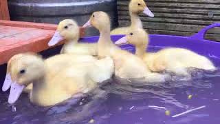 Moors Valley Ducklings First Swim