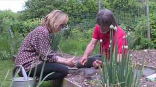 Tutos Jardin : comment semer les haricots