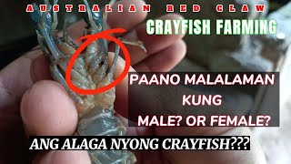 MALE OR FEMALE CRAYFISH? (sexing)