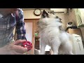 ポン＆シンバ　掃除機をかけさせてくれないポメラニアン　vacuum cleaner and pomeranian