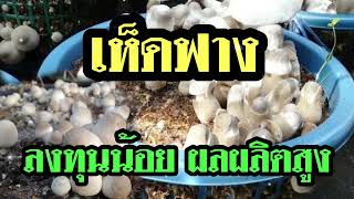 เห็ดฟาง ลงทุนน้อยผลผลิตเยอะ#เกษตร#วัว#ราคาวัว