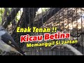 Pancingan--Masteran burung Mantenan gunung bahan 100% langsung nyaut