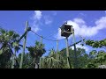 Siamang Gibbons At The Tampa Zoo - Singing, Peeing & Pooping!