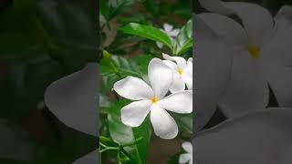 Tagor Ful | টগর ফুল | Flower Video 2022| Shorts | Sabbir