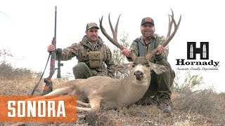 MONSTER SONORA MULE DEER