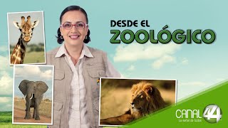 Desde el Zoológico | Tortugas de casquito