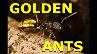 GOLDEN ANTS | AUSTRALIAN GOLDEN ANTS COMPILATION