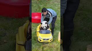 墩墩奶爸抱着奇三妹来开小车车【Panda：♀奇三妹】重庆动物园#大熊猫 #cute #panda #shorts cr：壹仔King